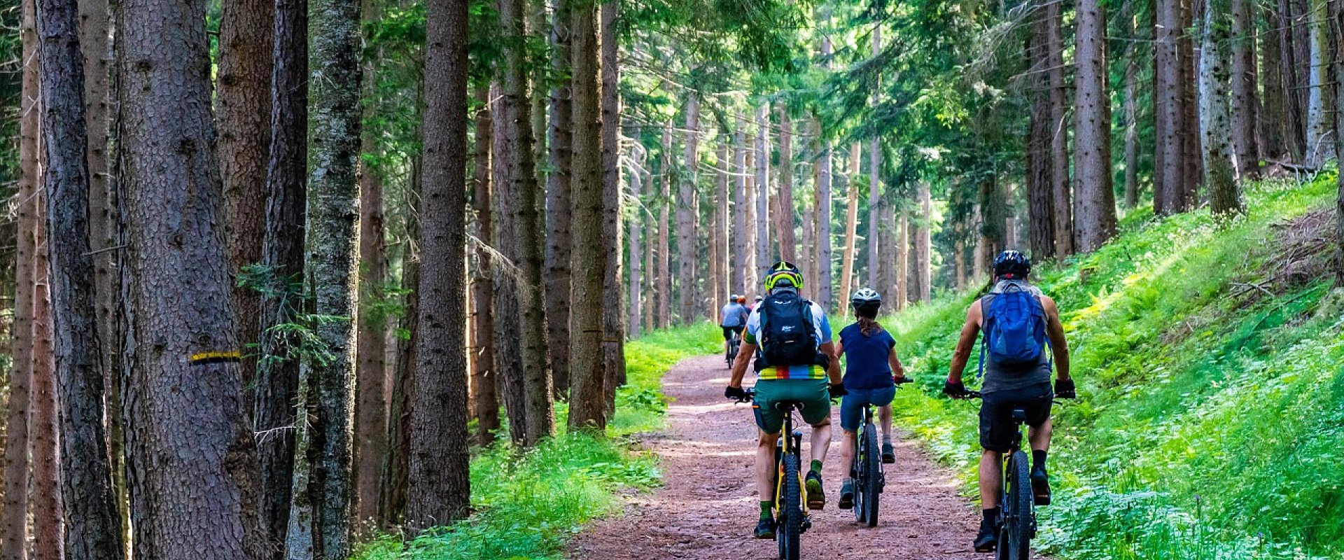 Cyclists exploring a trail through a green forest